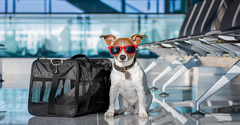 Backpack & Carriers